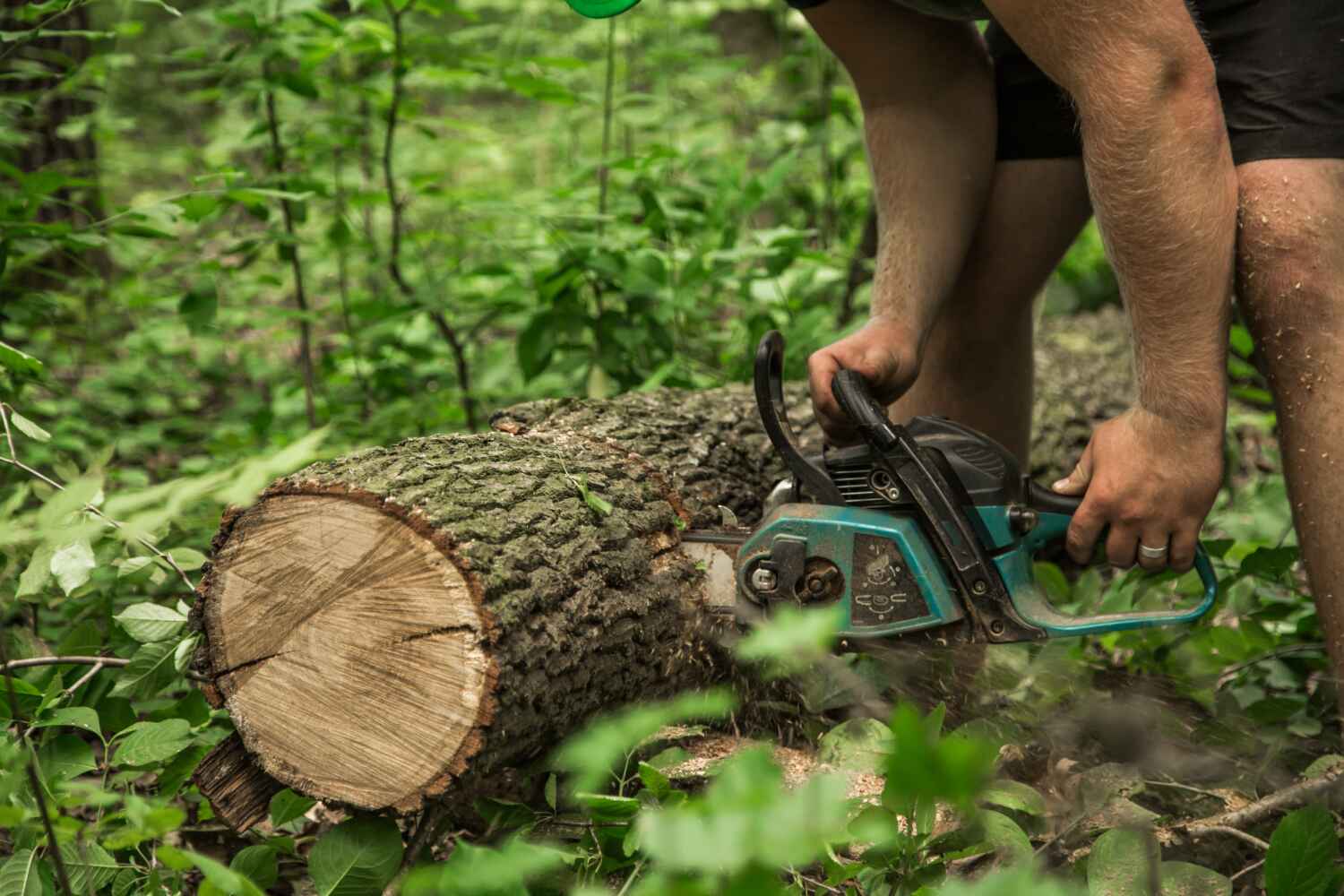 Professional Tree Service in Bay, AR